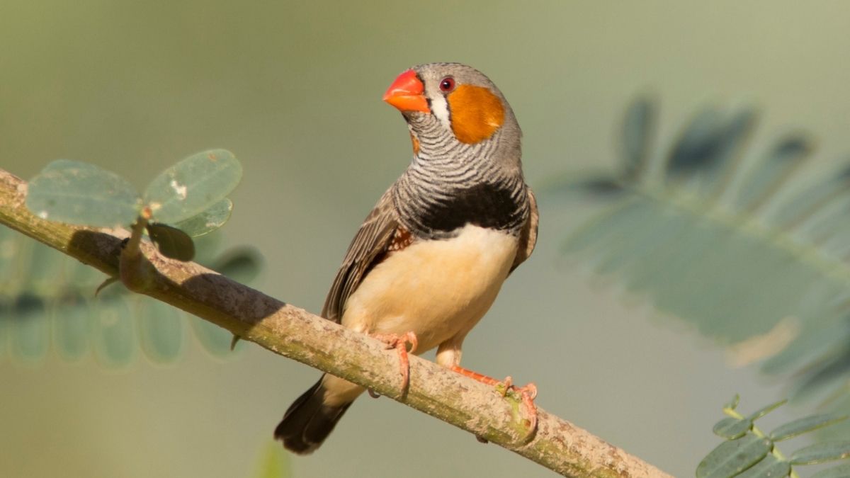  We May Finally Understand Why Birds Burst Into Song at Dawn : ScienceAlert
