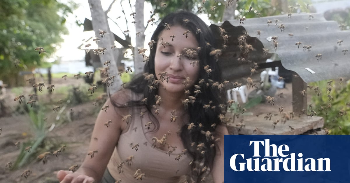  Stingless bees from the Amazon granted legal rights in world first | Bees