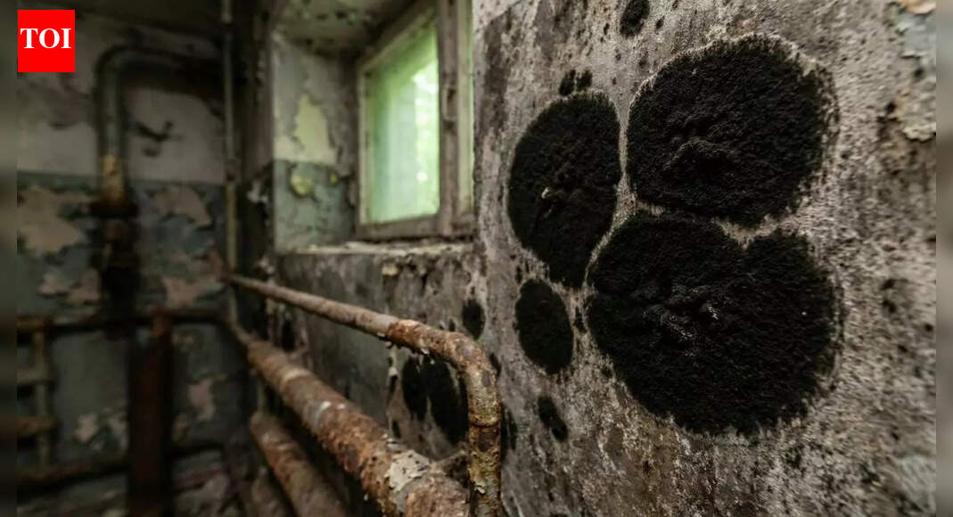  ‘Nuclear shield’: Chernobyl fungus blocks radiation and could be a breakthrough for Mars missions |