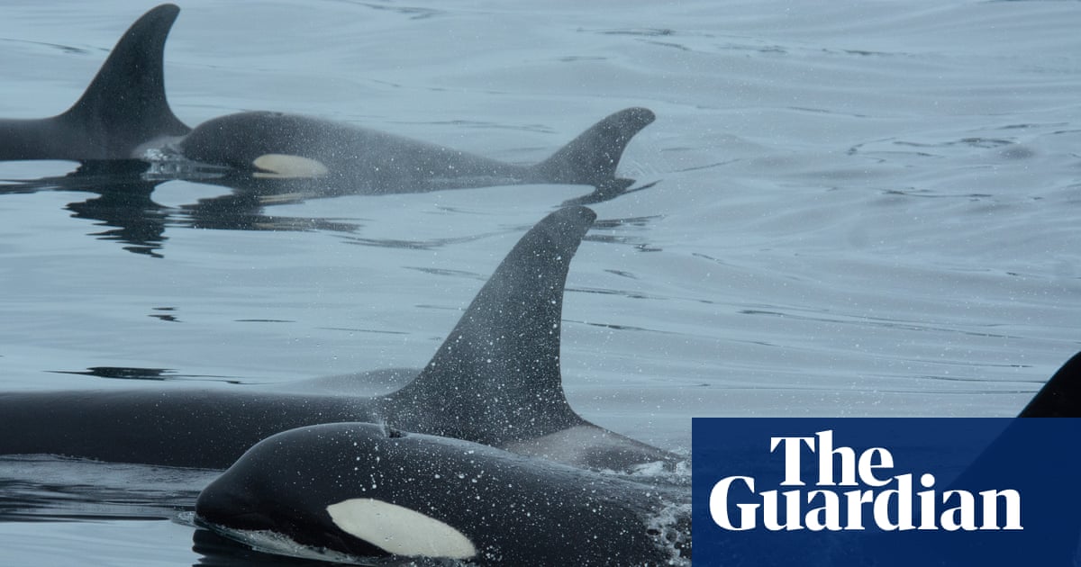  Orcas team up with dolphins to hunt salmon, study finds | Environment
