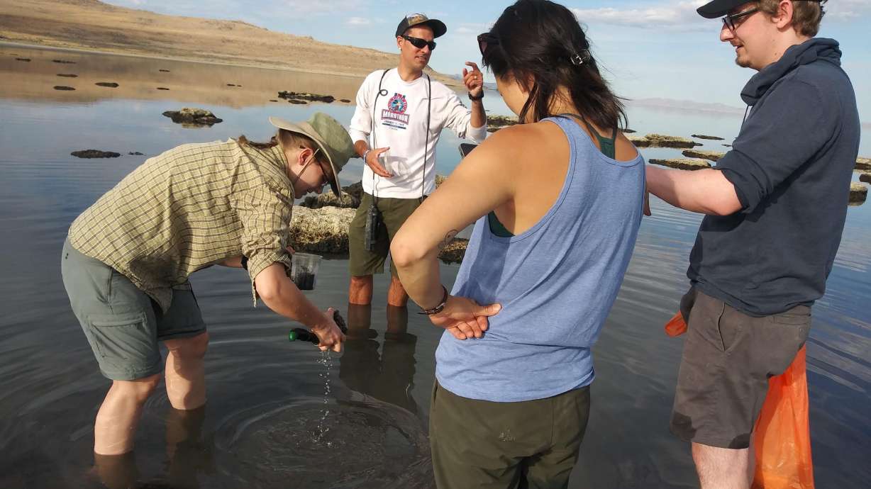  Great Salt Lake’s latest species discovery gets a name fit for the lake’s native history