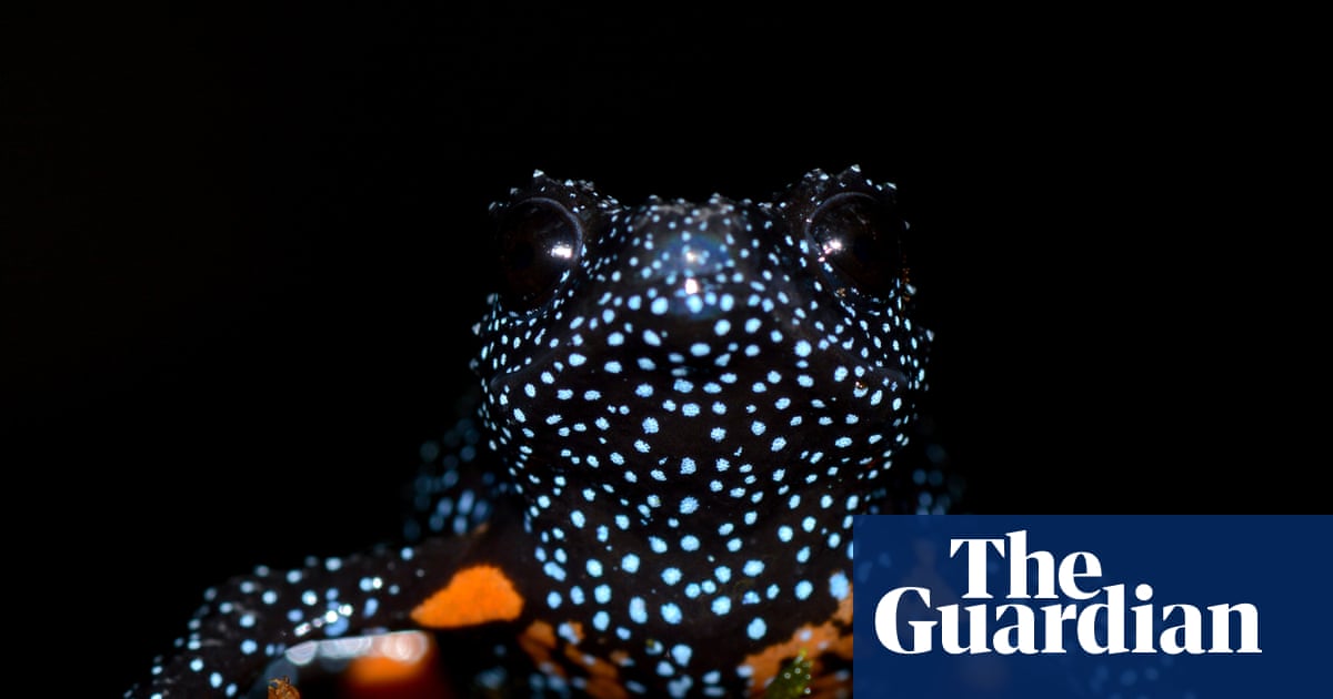  ‘Magical’ galaxy frogs disappear after reports of photographers destroying their habitats | Amphibians