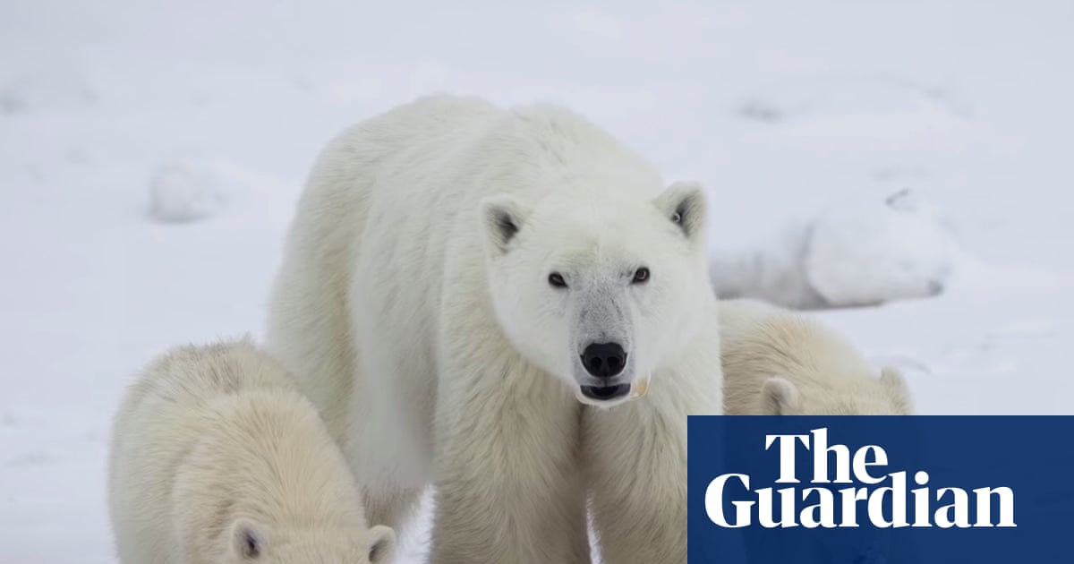  Scientists log rare case of female polar bear adopting cub: ‘They’re really good moms’ | Canada