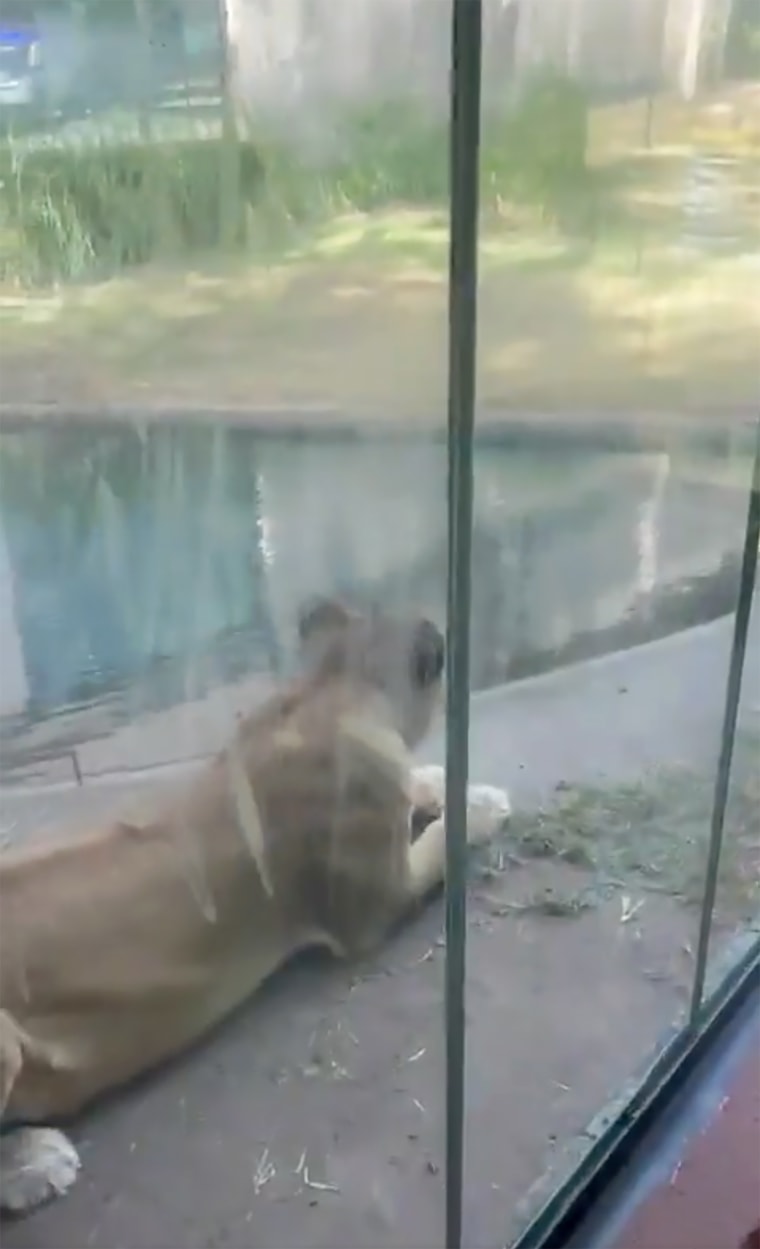 A screen grab from X shows Leona, the lioness who mauled Machado. Leona is currently under evaluation.