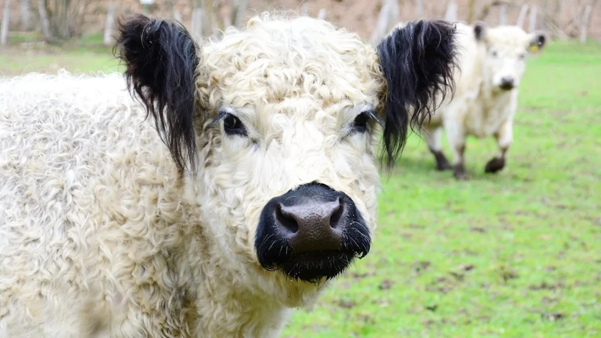  Mini Highland Calf Wearing Reindeer Antlers and a Carhartt Jacket Is Ready For the Holiday Season