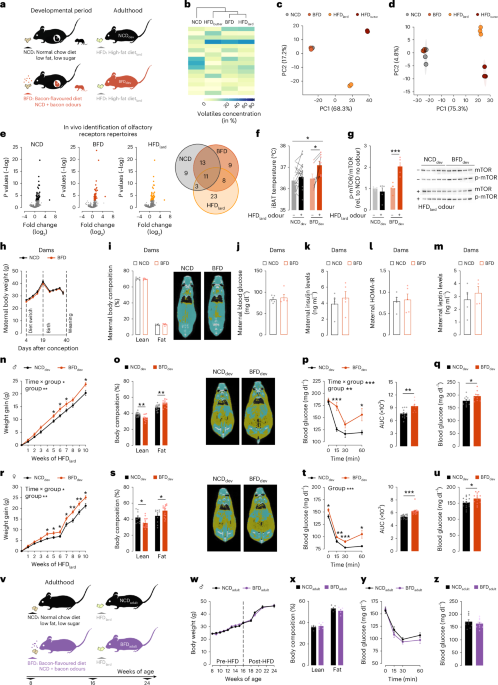  Fat sensory cues in early life program central response to food and obesity