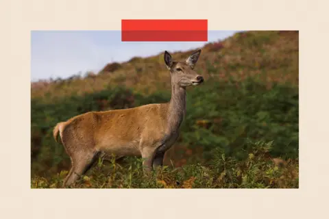Universal Images Group via Getty Images Red Deer doe in Perthshire