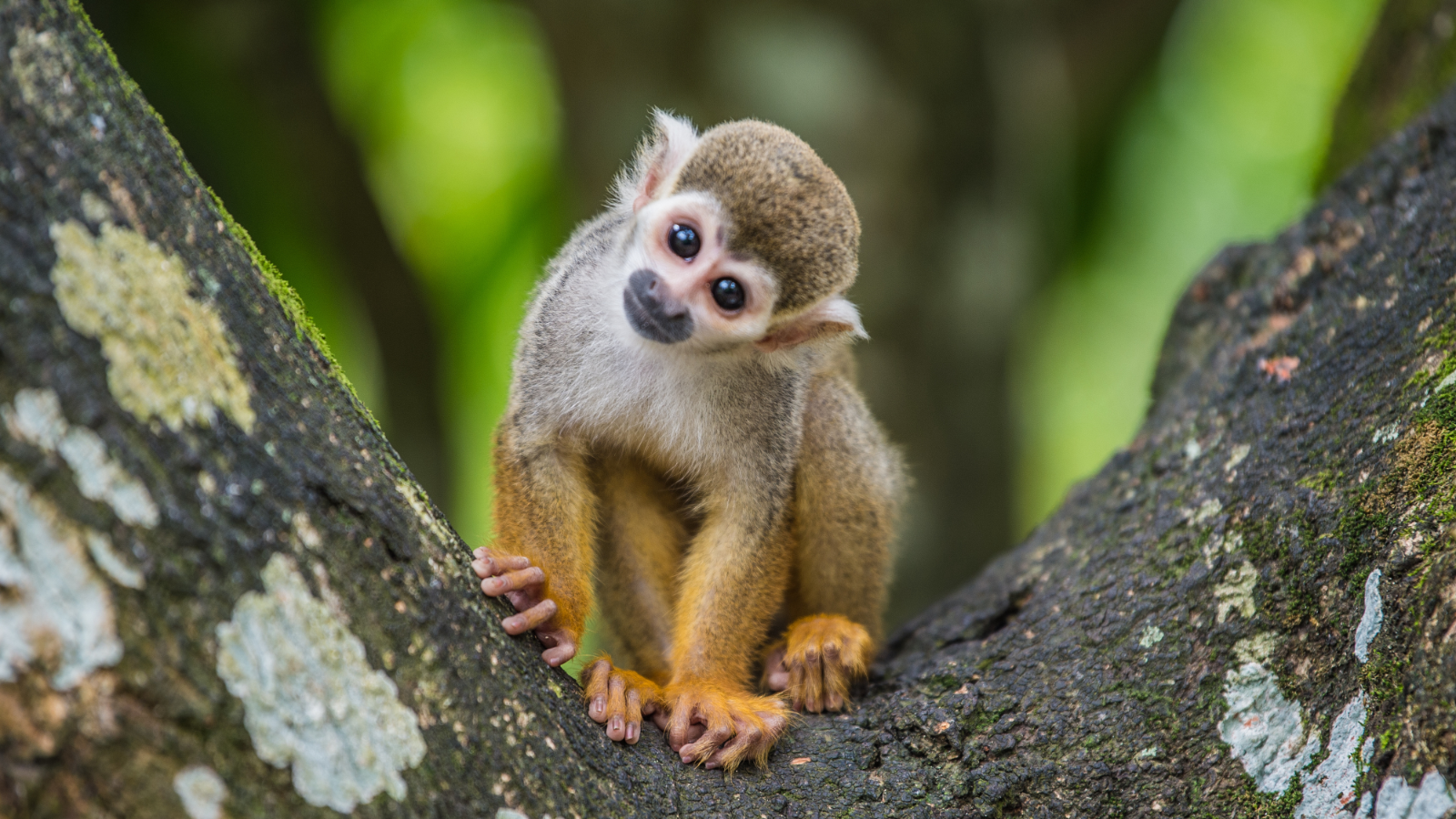  Primates Quiz: Go ape and test your knowledge on our closest relatives