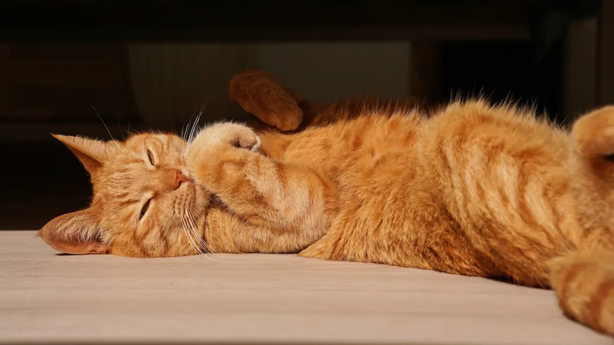  Orange Cat’s Priceless Response to Anesthesia Medication Is Laugh-Out-Loud Funny