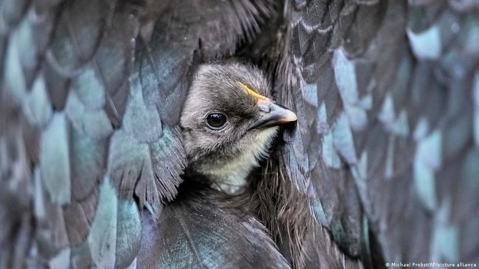  Virus has killed almost 9 million birds ― and counting – DW – 12/01/2025