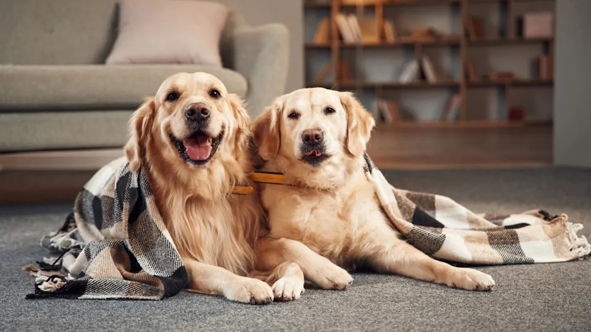  Golden Retriever Has His First ‘Friend Sleepover’ and It’s Pure Cuteness Overload
