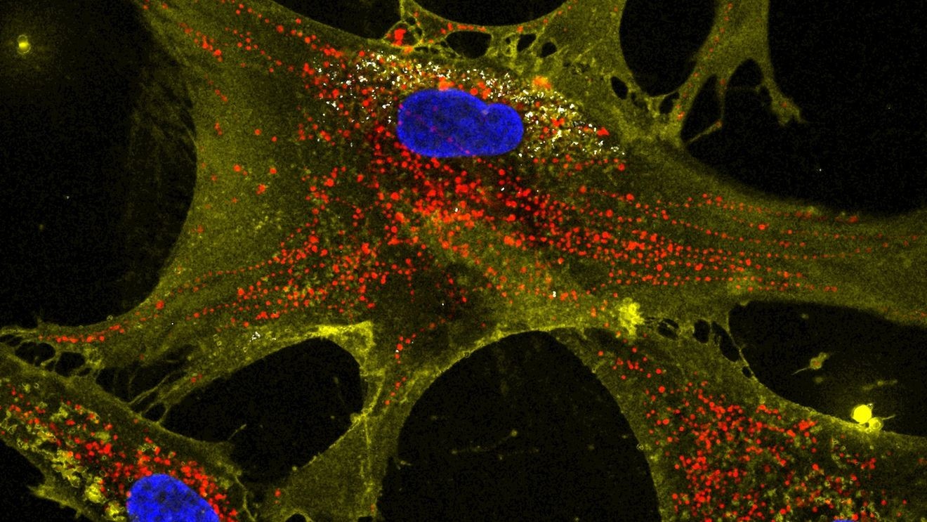  Scientists boost ‘tiny batteries’ within our cells in hopes of slowing effects of aging