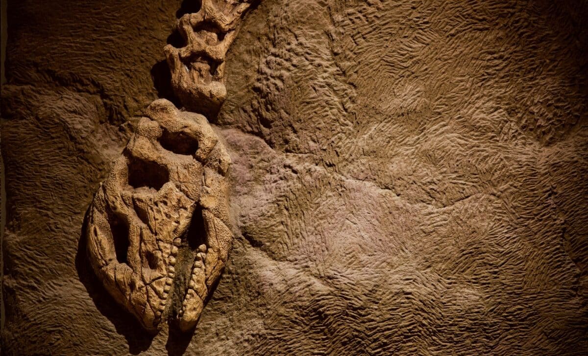 A Well-Preserved Dinosaur Fossil Found with a Surprising Thing in Its Throat and Stomach!