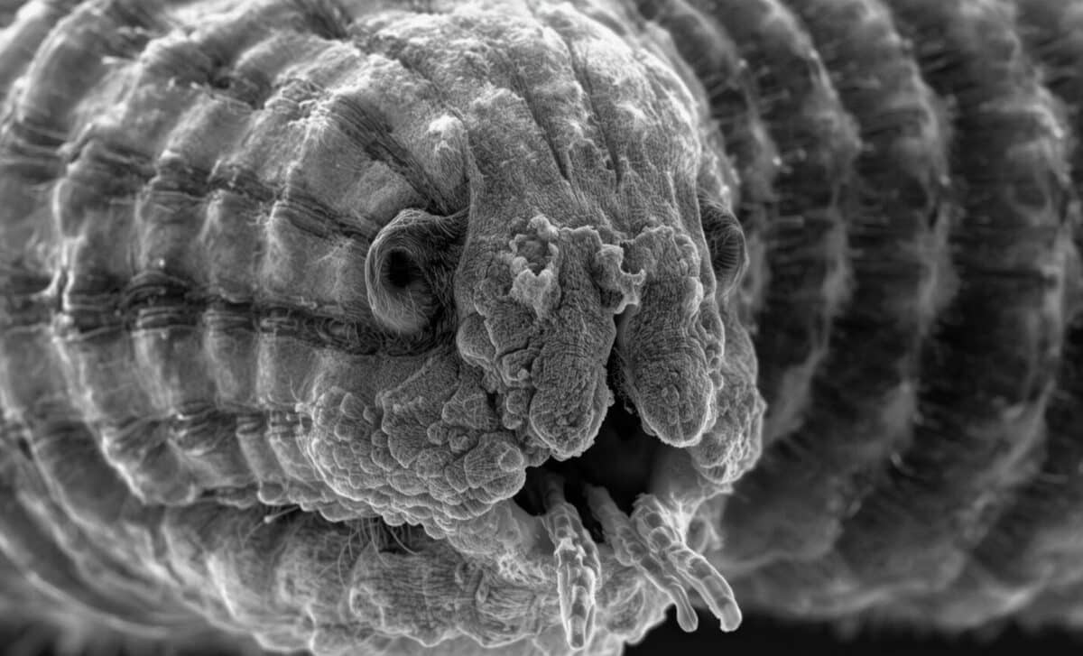  Frozen Creature Comes Back to Life After 46,000 Years… and Picked up Right Where It Left Off