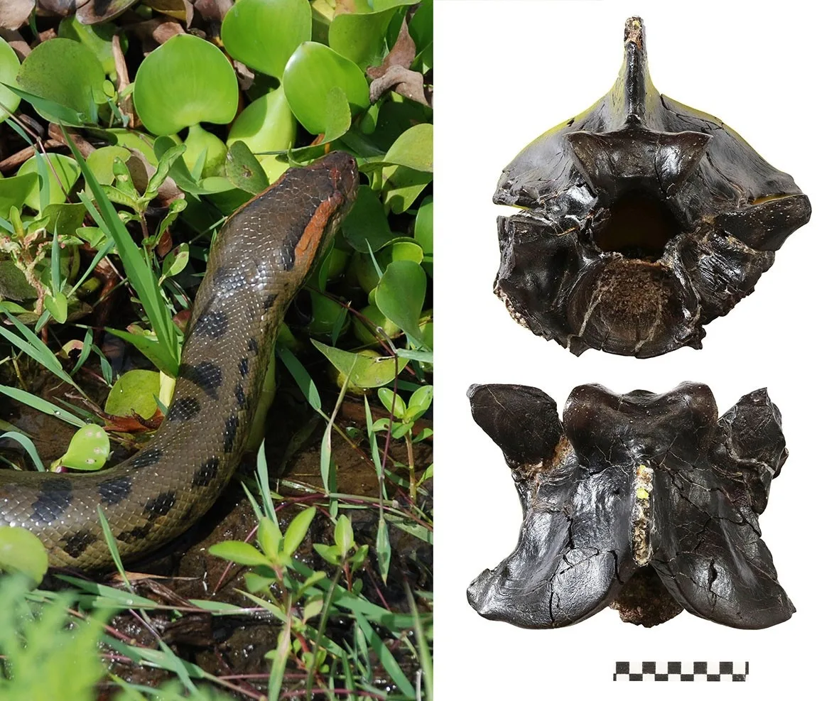 Anaconda and anaconda fossil