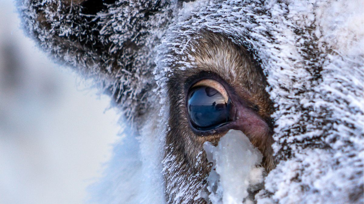  Reindeer Eyes Do Something Incredible When Winter Comes : ScienceAlert