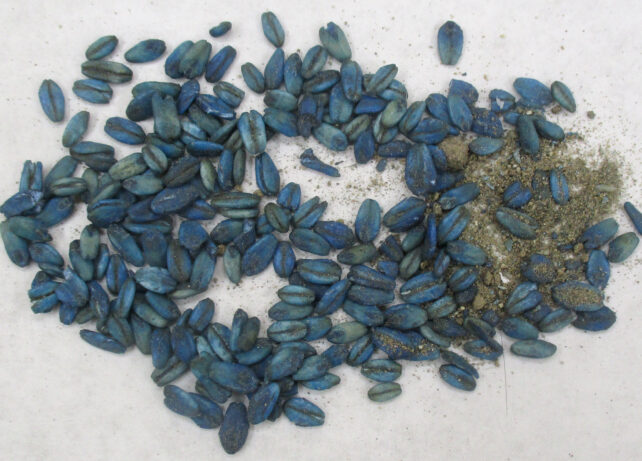 Blue dyed bait poisoned with rodenticide