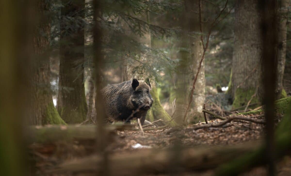  Hunters Stunned After Finding Wild Pigs With Neon Blue Fat – Here’s What It Means