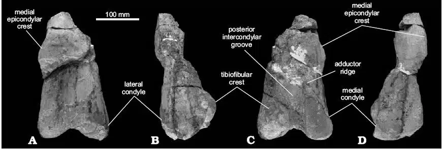 Distal Left Femur Of Glacialisaurus Hammeri From The Early Jurassic Of Antarctica