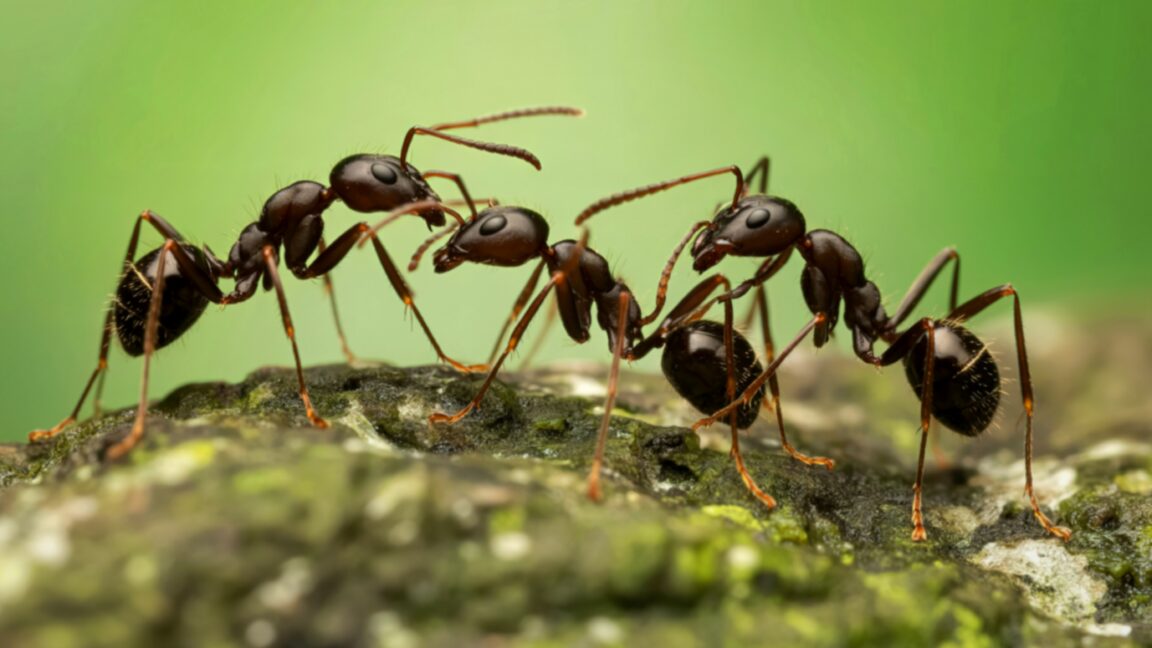 The evolution of expendability: Why some ants traded armor for numbers