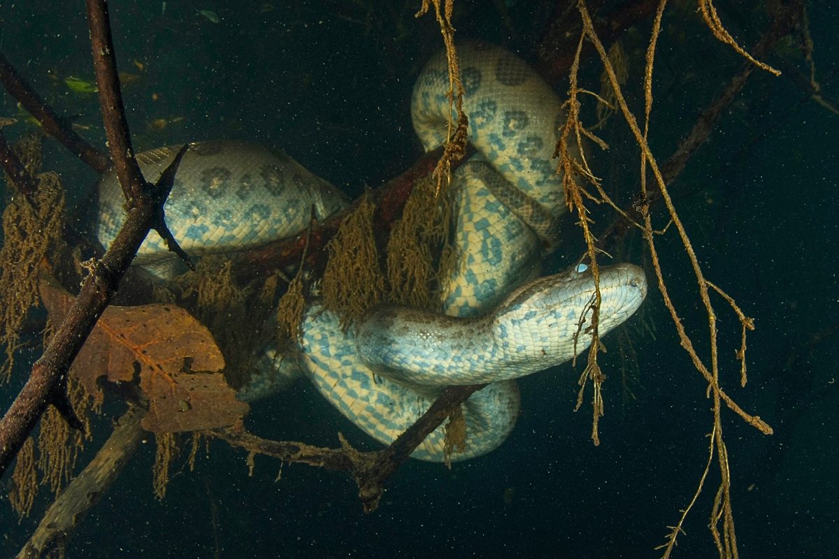  Bones of giant anacondas found in Venezuela. Here’s what scientists discovered when they pieced them together