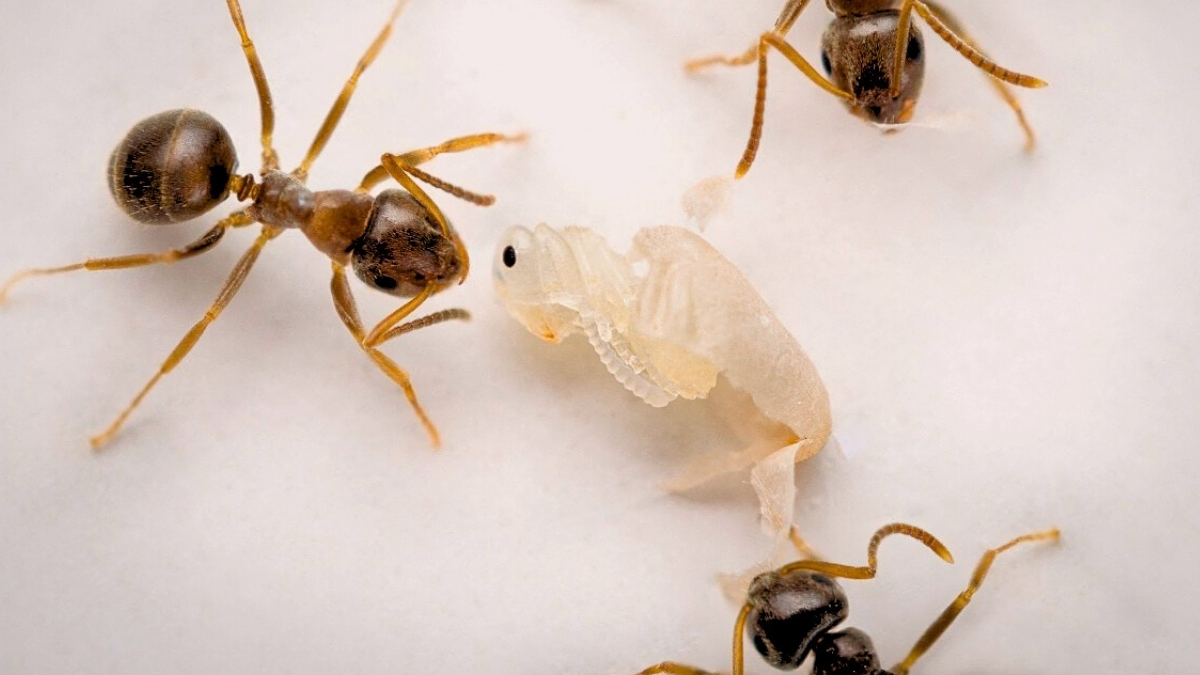  Young Ants Beg For Death When Sick, New Study Reveals : ScienceAlert
