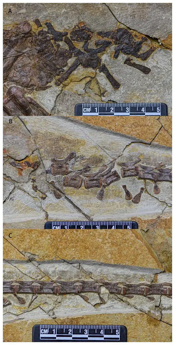 Left Lateral View Of The Caudal Vertebrae Series Of Pulaosaurus Qinglong.