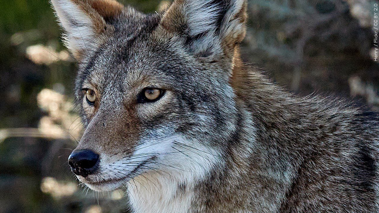  Hiker bit by coyote with rabies in New Mexico