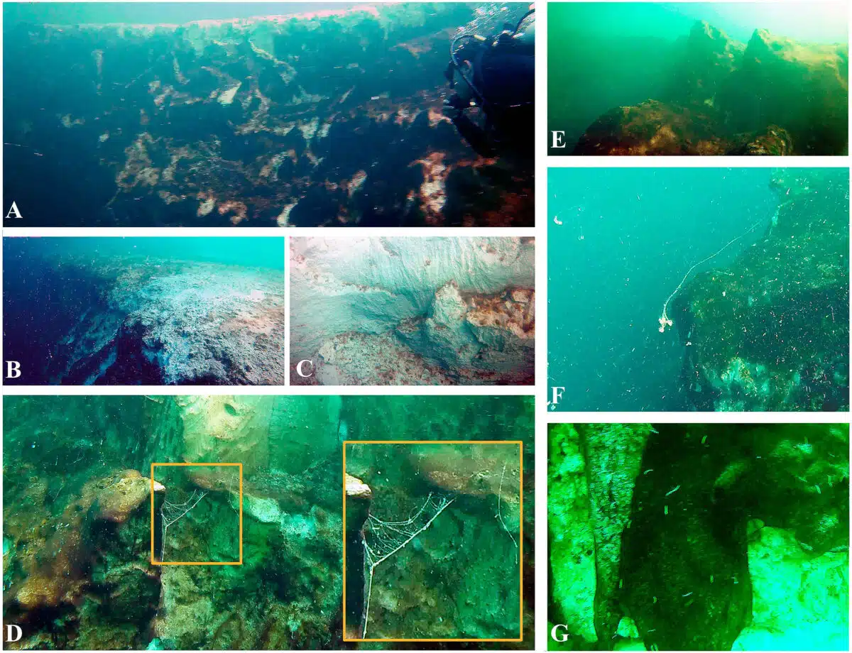 Morphology And Biology Of The Taam Ja’ Blue Hole