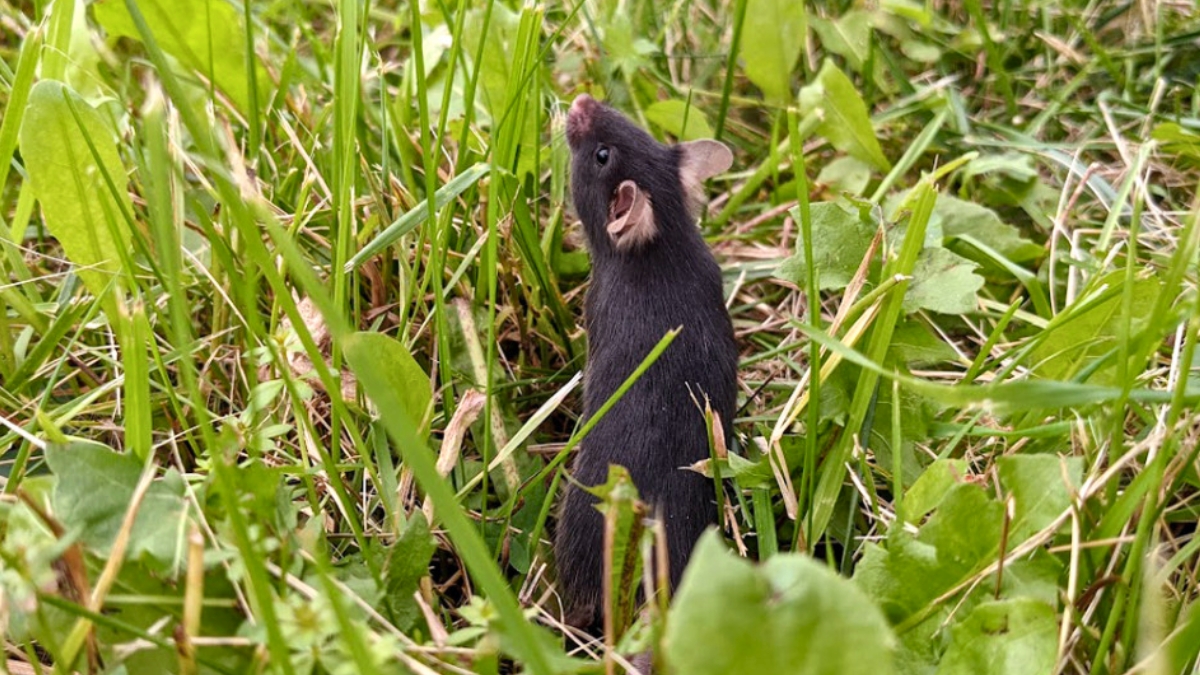  Scientists Released Caged Mice Into The Wild, And an Incredible Thing Happened : ScienceAlert