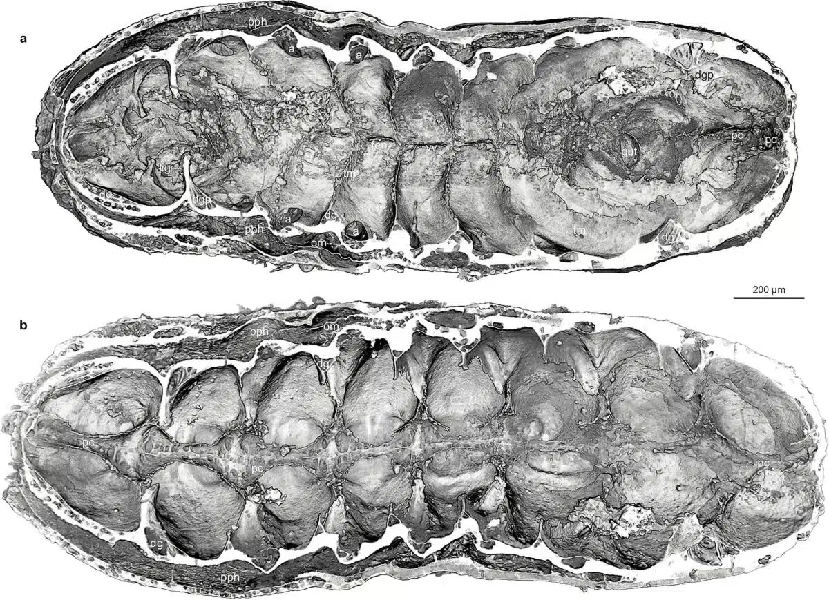 Preserved Organ Systems In Cambrian Larva, Including Brain And Gut.