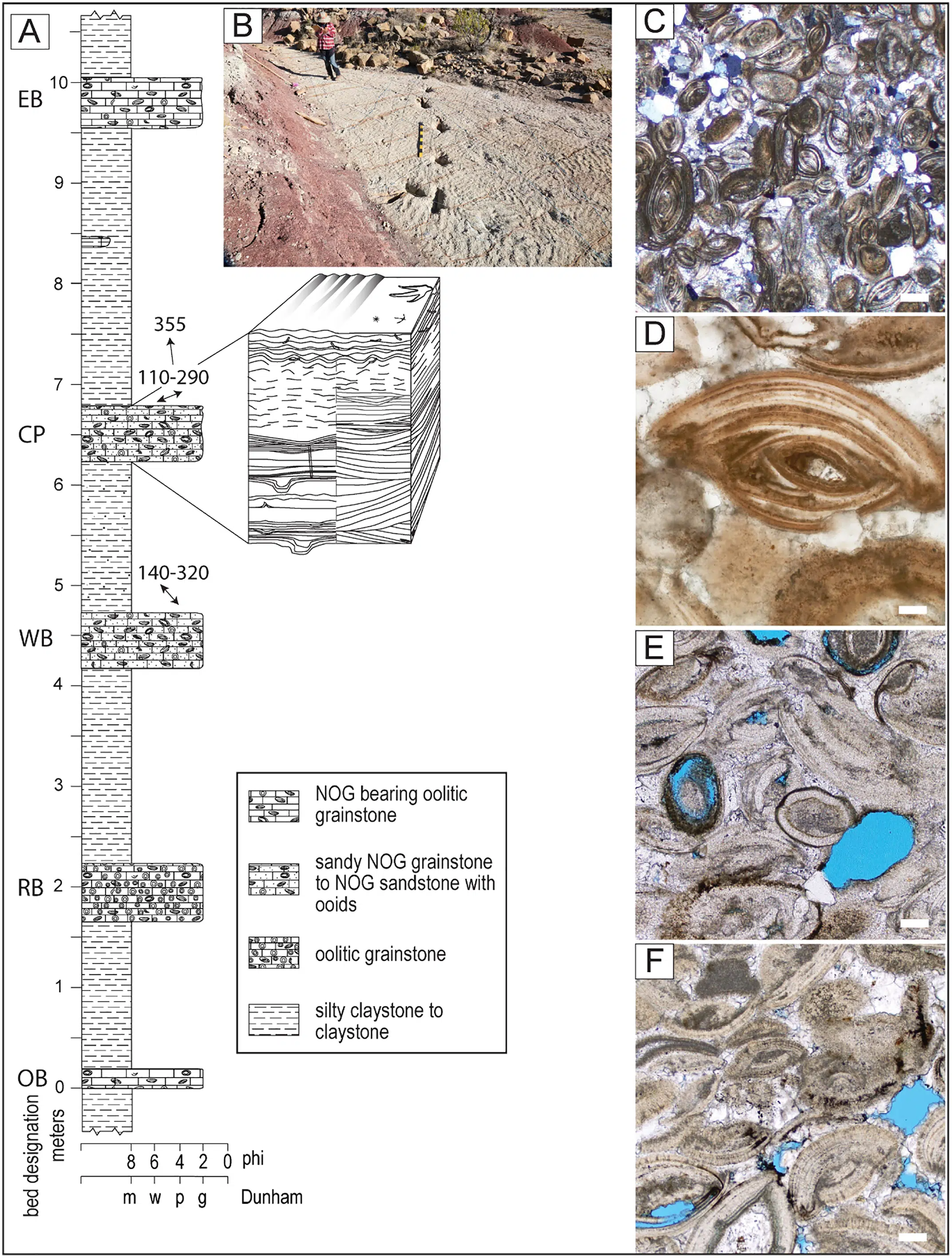 Rock Layers And Sediments Where Dinosaurs Left Their Mark
