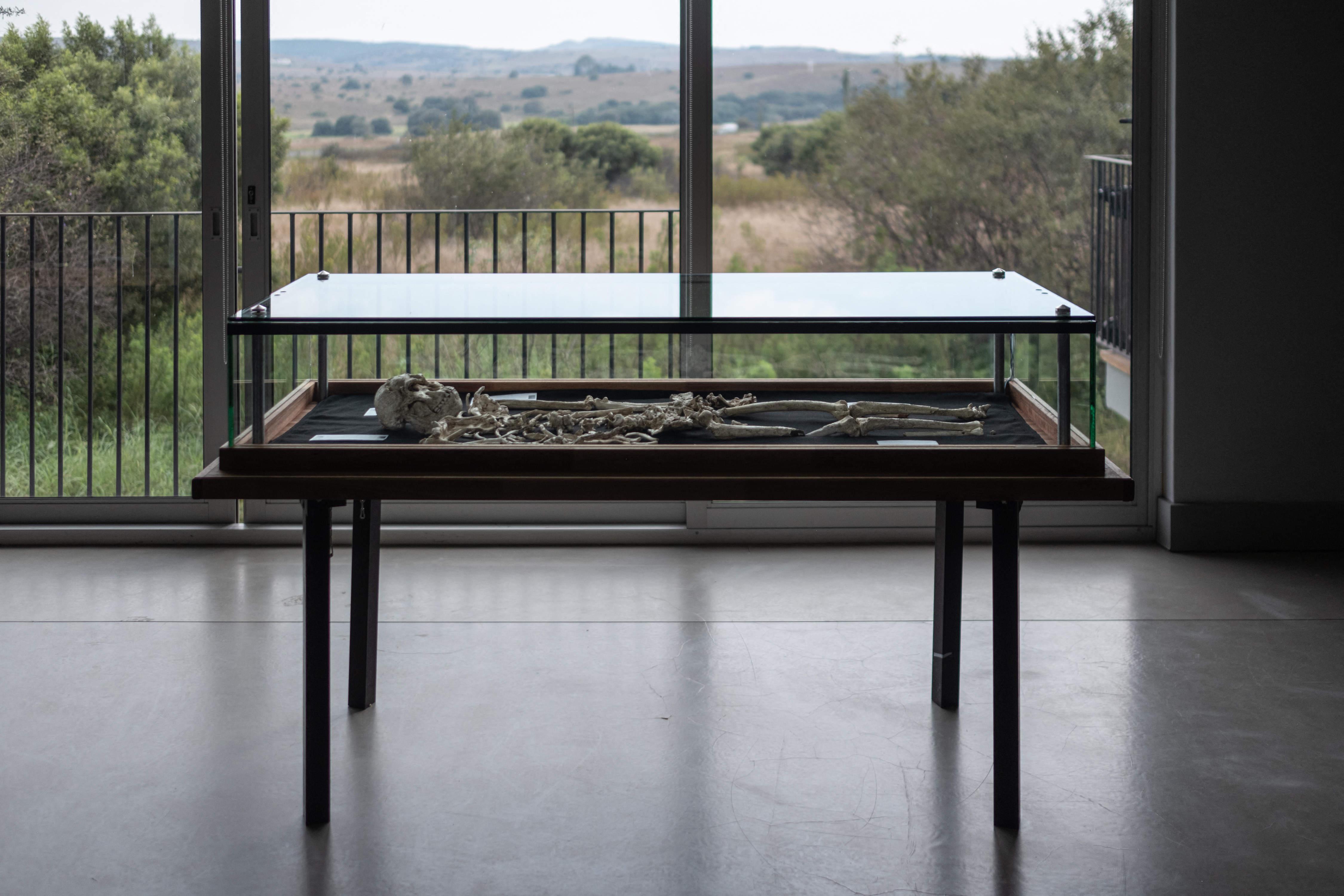 A photo of an osteological reproduction of the hominin fossil "Little Foot" in a glass display case in front of a window.