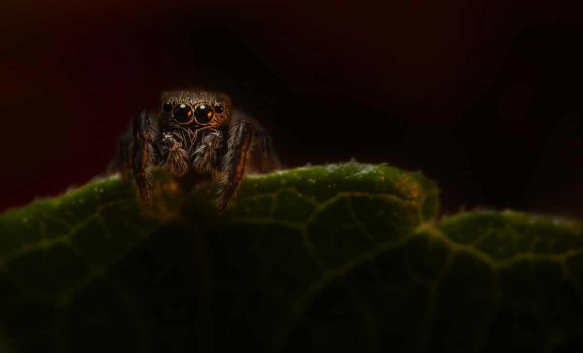  Scientists Discover Spider Fossils, One with Glowing Eyes, That Have Survived for 110 Million Years!