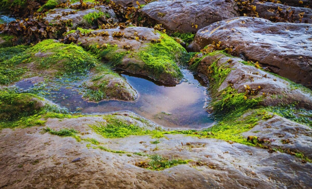  Scientists Found Thousands of Dinosaur Footprints in Bolivia, and Some Were Underwater!