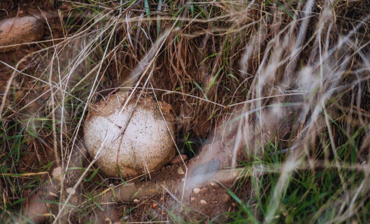  Scientists Just Unearthed Dinosaur Eggs in China, Amazingly Well-Preserved