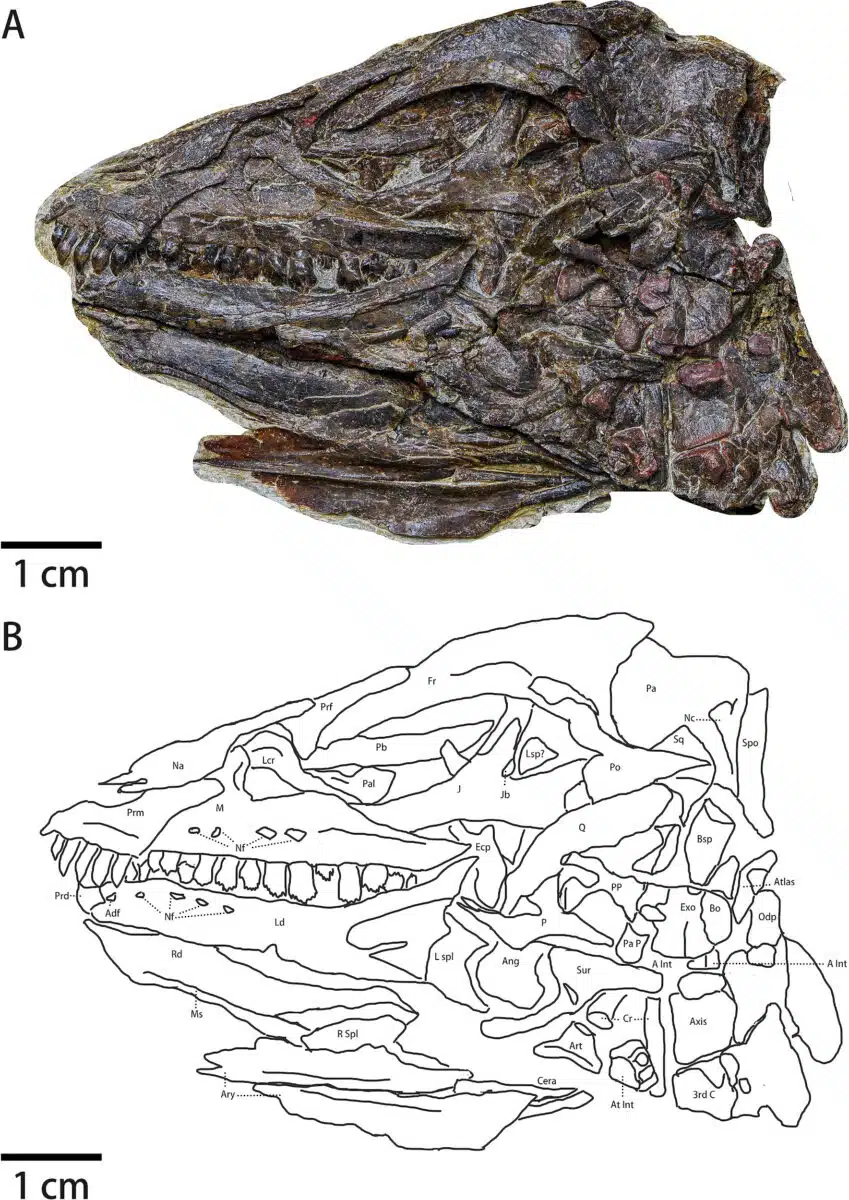 The Left Side View Of The Pulaosaurus Qinglong Skull.