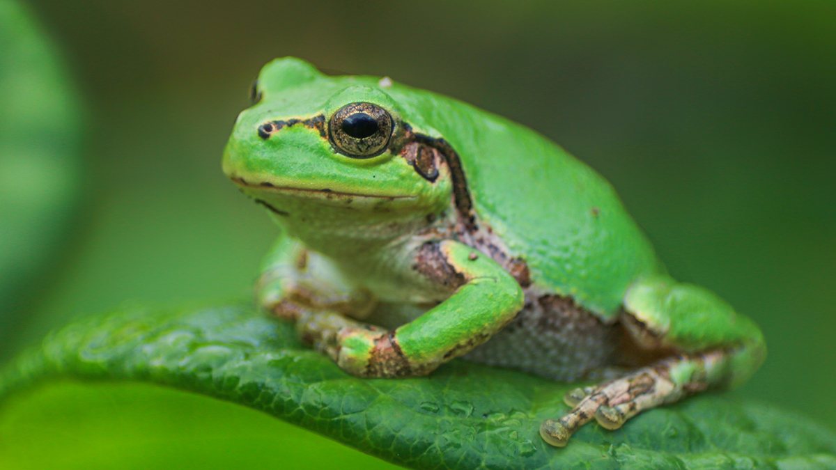  Powerful Anti-Cancer Drug Discovered Inside Japanese Tree Frog : ScienceAlert