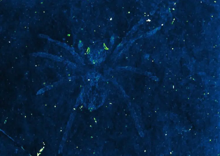 Two Of The Korean Fossils Revealed Reflective Eyes