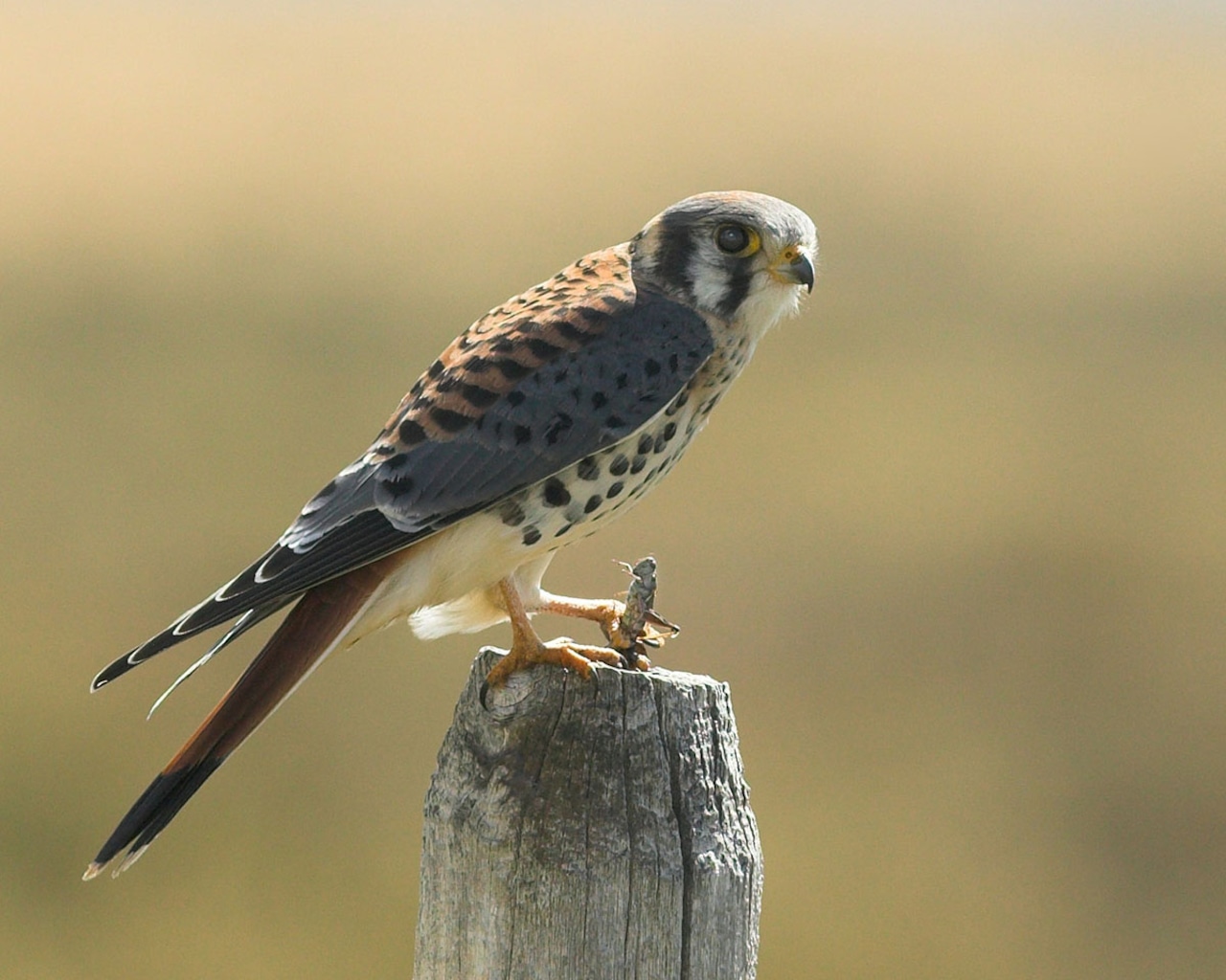  Michigan cherry growers found nature’s perfect orchard guardian, and it has talons