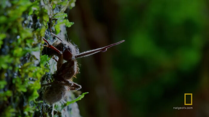 Close-up of an insect on mossy surface, illustrating natural mysteries that remain unsolved in the environment.