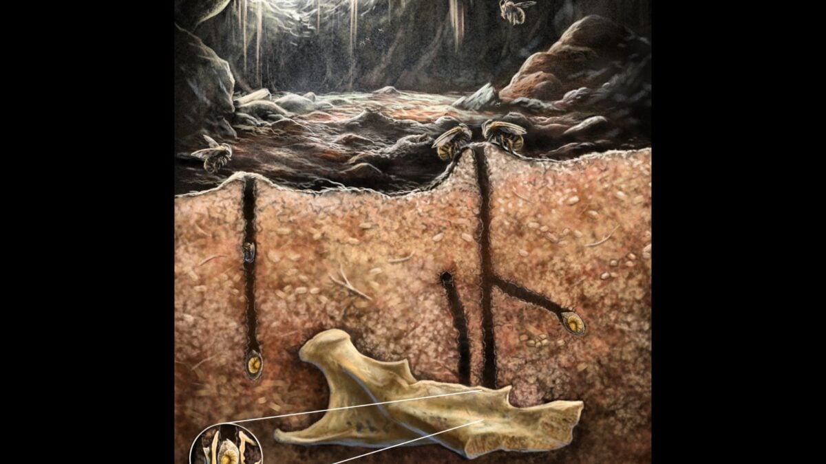  Fossilized Bee Nests Inside Skeletons Are Unlike Anything We’ve Seen Before