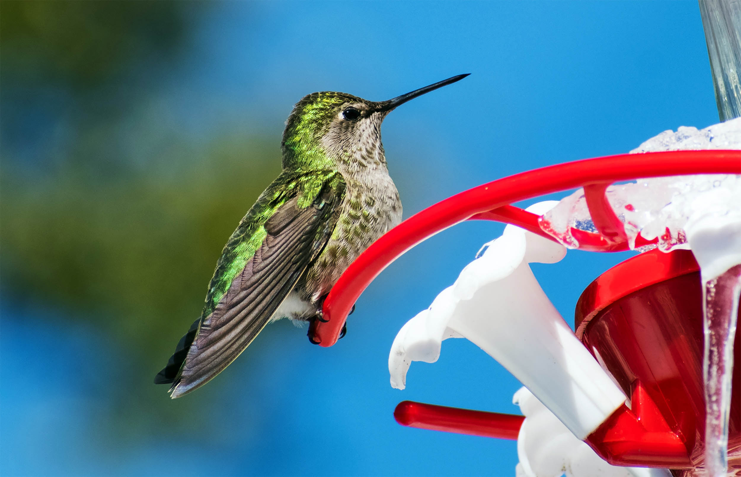  Hummingbirds are evolving in real-time thanks to humans