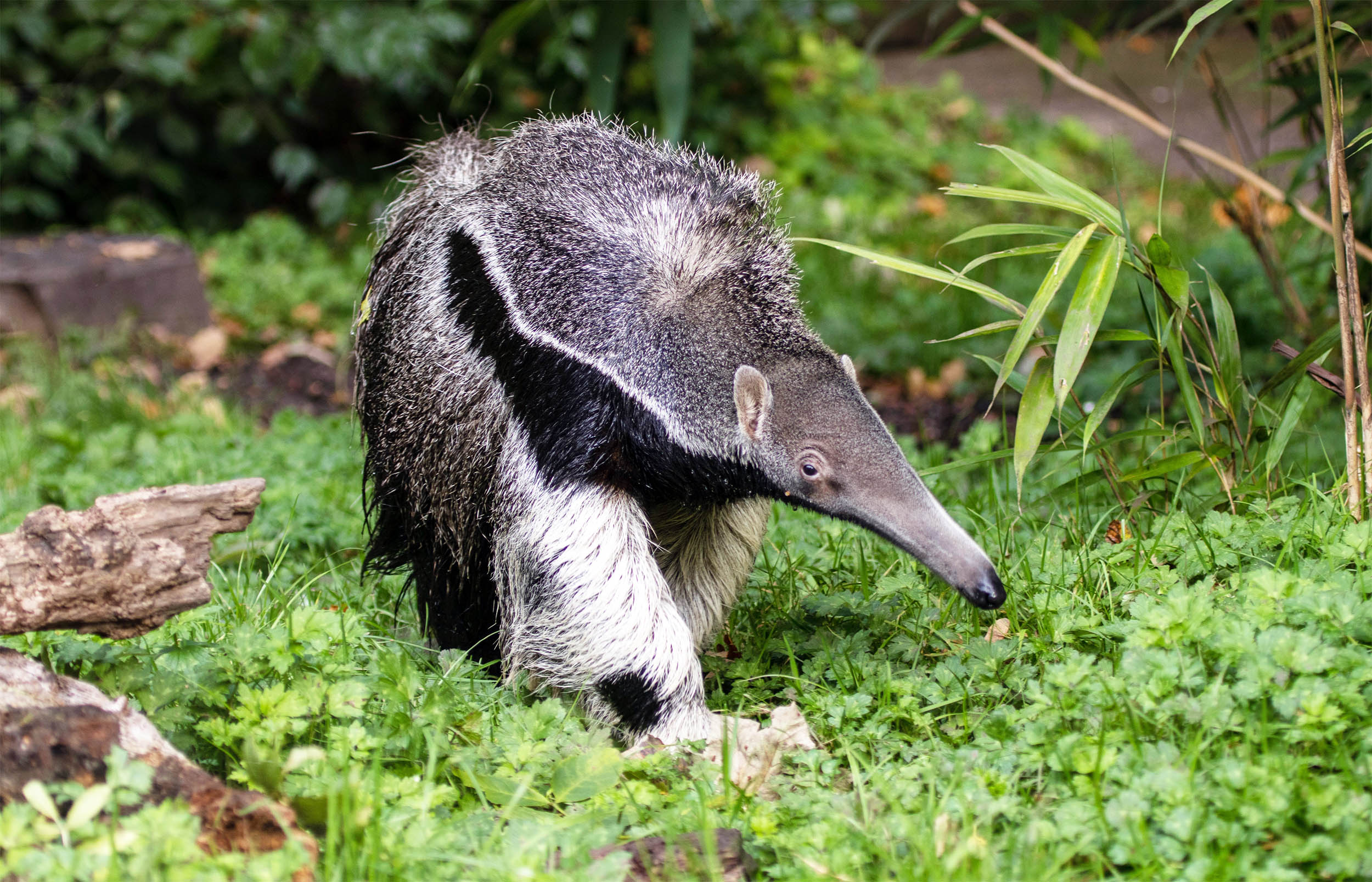  Scientist: “Things keep evolving into anteaters, somehow”