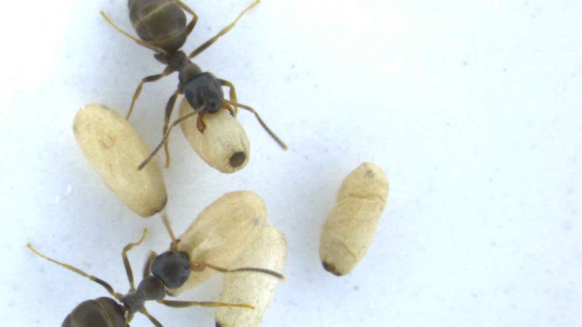  Diseased Baby Ants Ask Their Nestmates to Poison Them With Acid to Protect the Colony, Study Finds