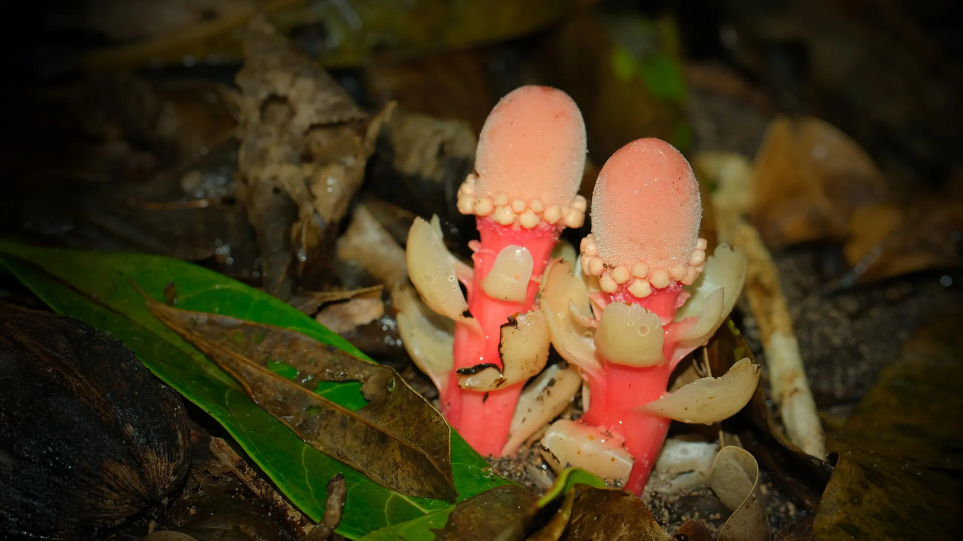  This “mushroom” is not a fungus, it’s a bizarre plant that breaks all the rules