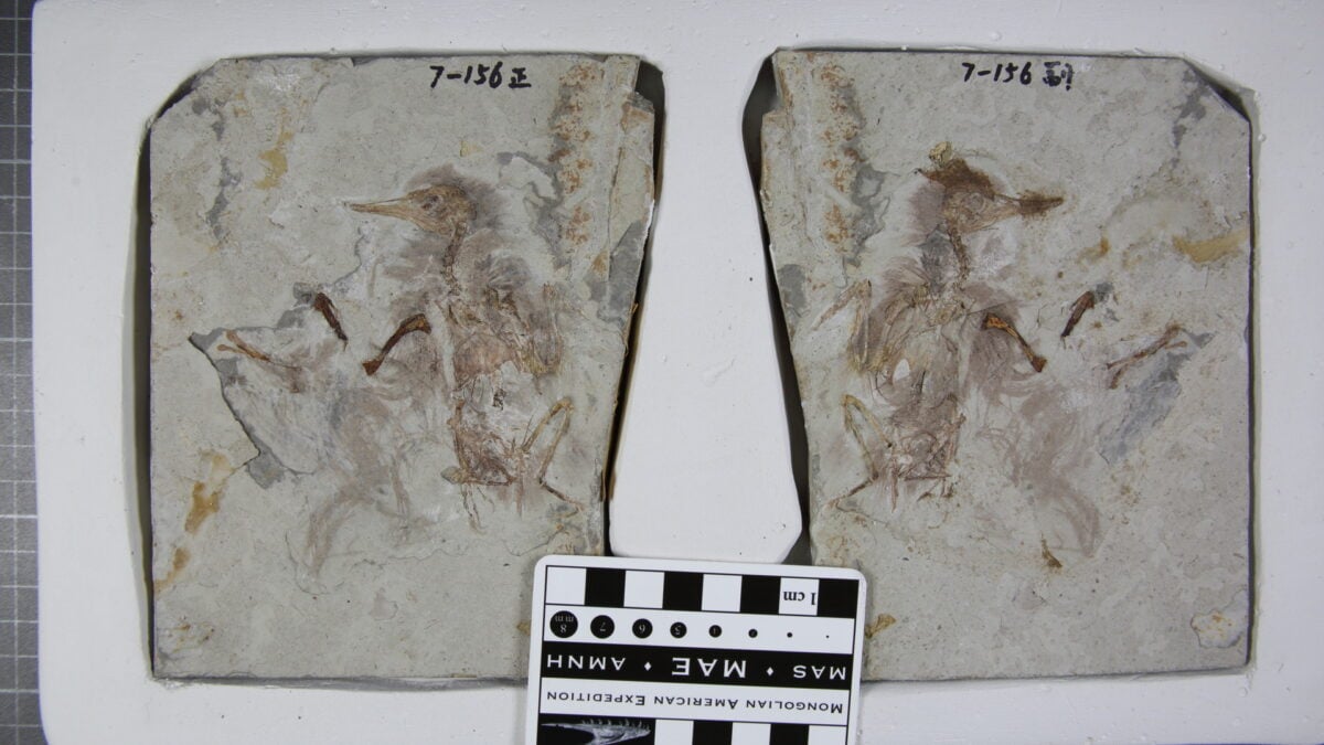  Ancient Bird Swallowed 800 Rocks and Choked to Death, Scientists Say