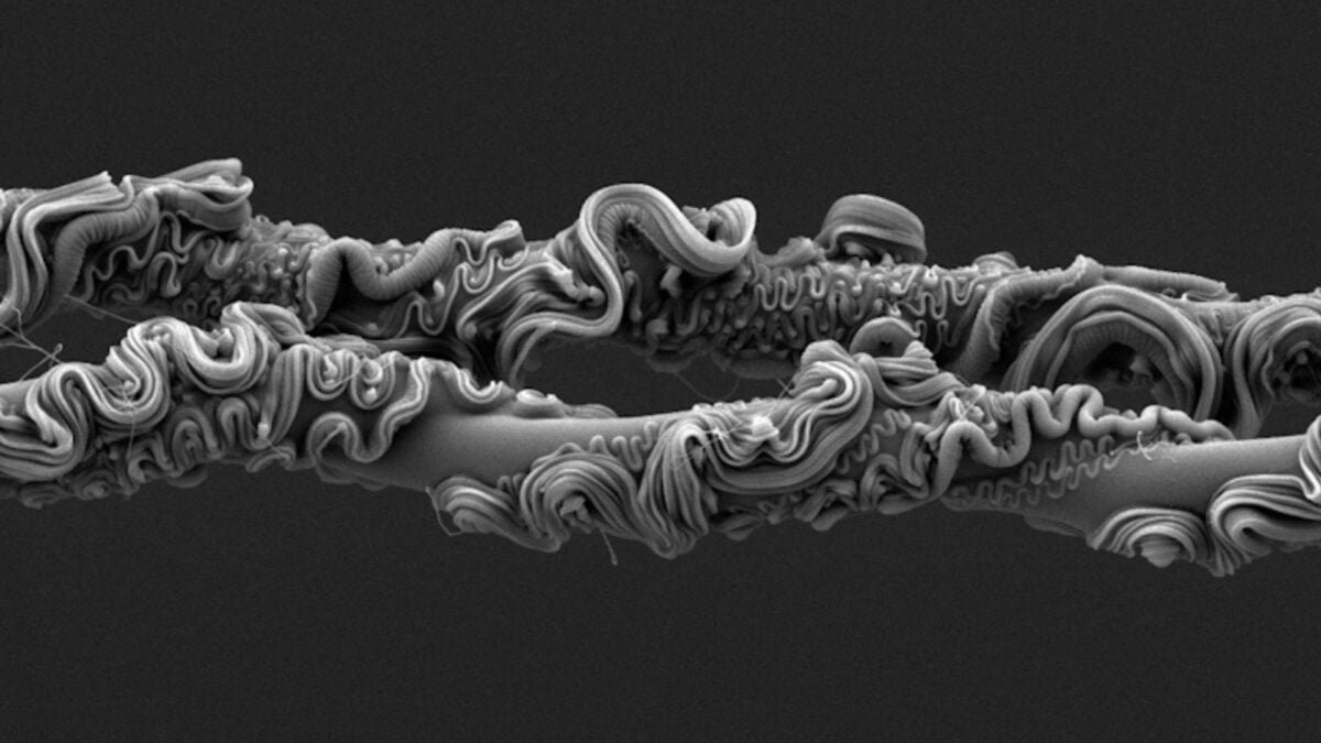  You’ll Never Guess What Took First Place at the Royal Society’s Photo Competition