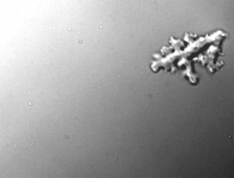 Animated sequence from footage of a single I. cascadensis in its amoebiform state.