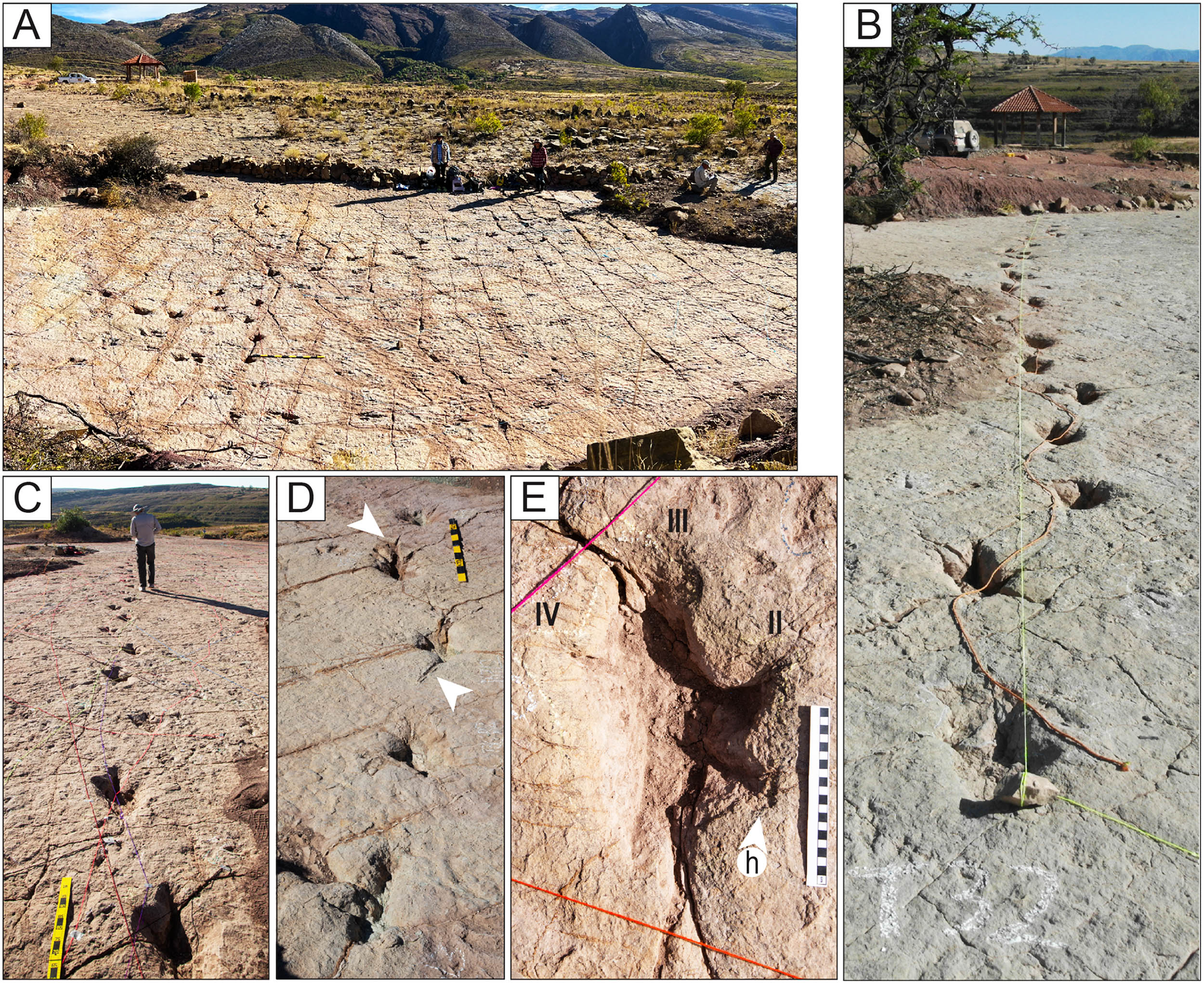  18,000 dinosaur footprints reveal a “Jurassic superhighway”